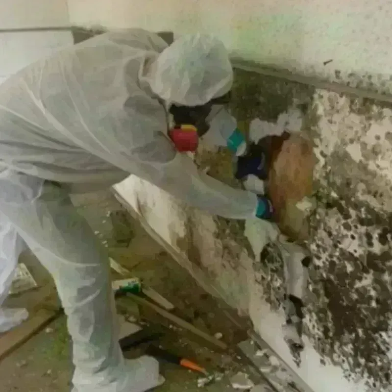 Mold Remediation and Removal in Polk County, FL